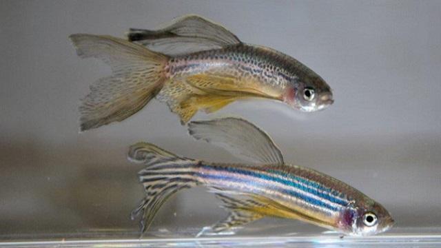 Poisson-zèbres adultes, zebrafish long fin.