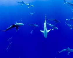 Requins